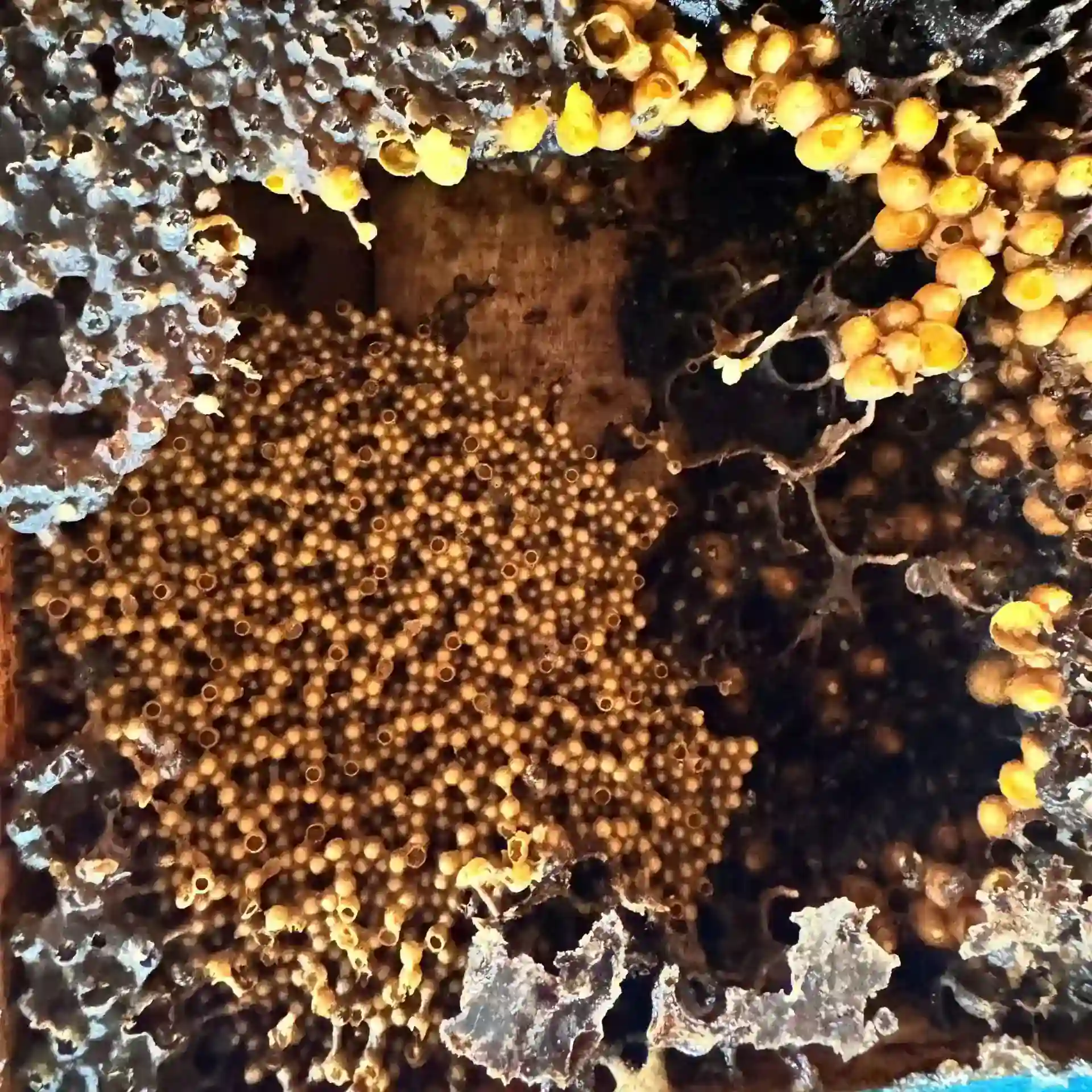ong
